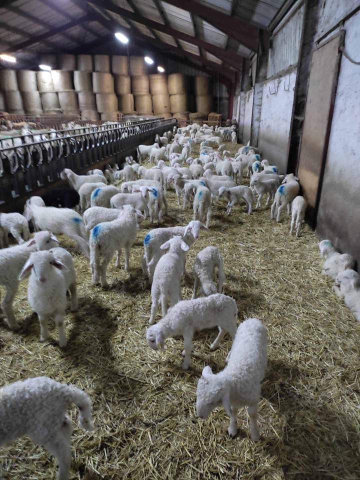 Vente directe de fromages affinés et frais Pau