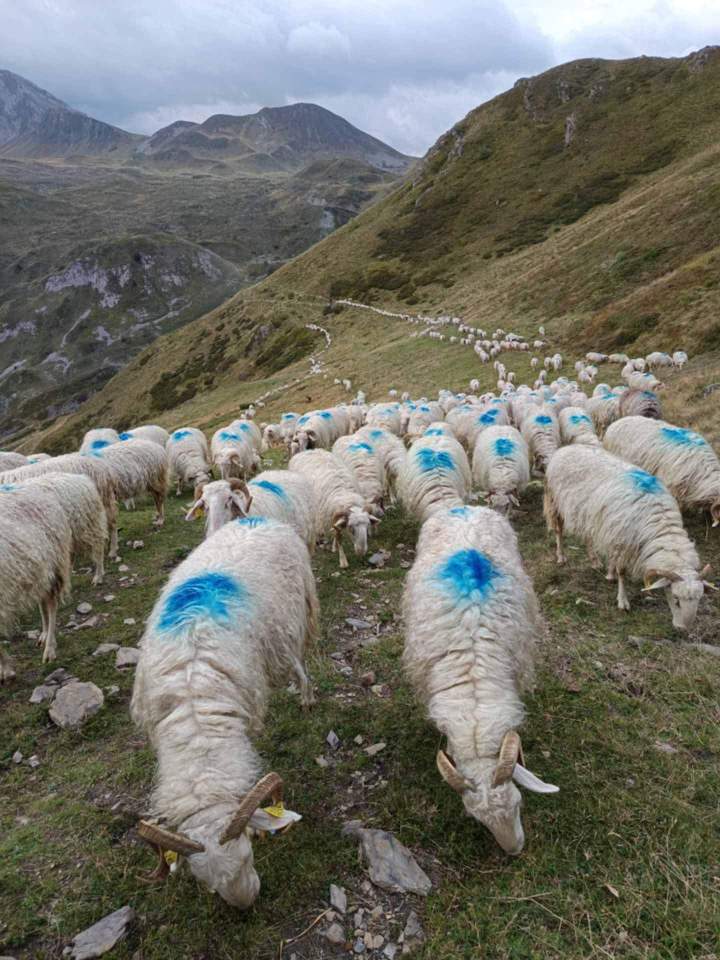 Fromagerie de brebis Pau